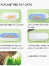 Hydroponic Cat Grass Box Plastic - Image 3