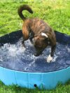 Foldable Dog Pool Pet Bath Swimming Tub Bathtub - Image 3