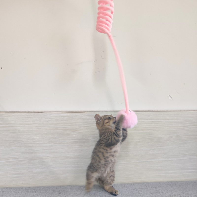 Cat Toy Self-Hi Sucker Spring Rabbit Hair - Image 2