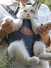 Portable cat backpack for spring outing - Image 5