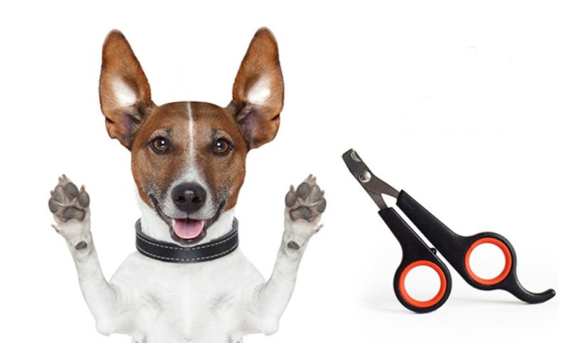 Dog Nail Clipper Pet Nail Scissors - Image 6