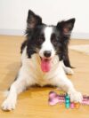 Dog Chew Toy Dog Bone Type - Image 6