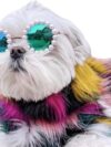 Cat And Dog Pearl Sunglasses - Pet Extravagant Funny Cute Dress Up Costume Accessories For Party - Image 6