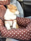 Car Kennel Pet Travel Car Seat Small - Image 2