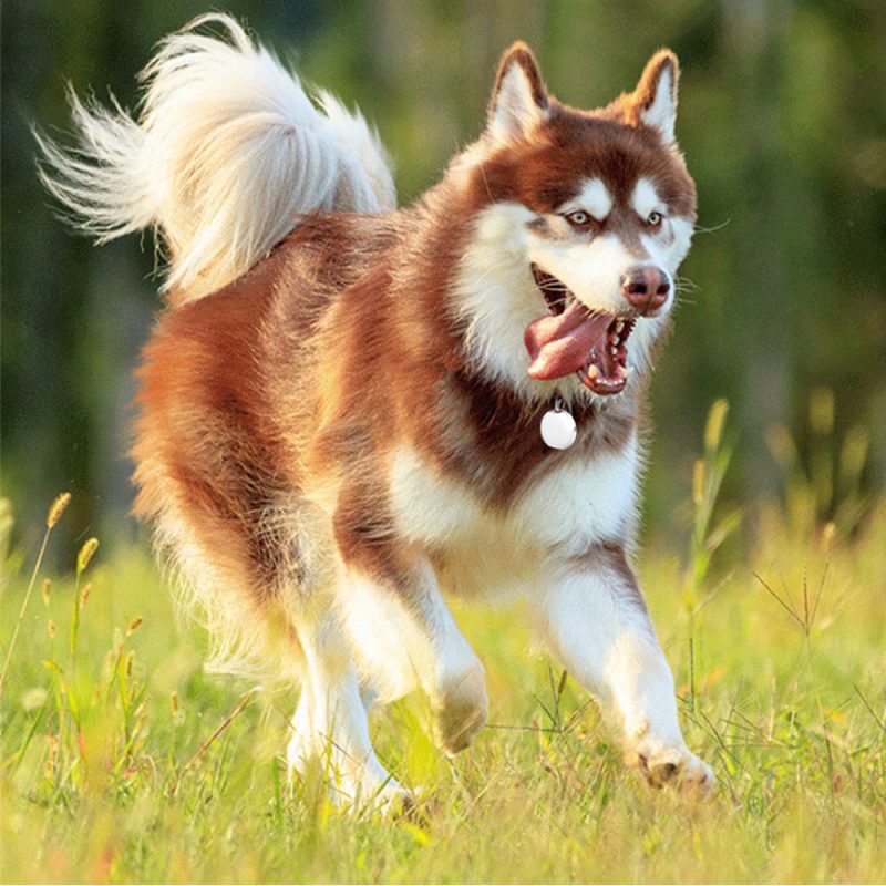Pet mini GPS locator - Image 2