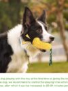 PROKEl Dog Chew Toys - Image 2