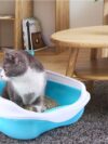 Cat litter - Image 8