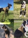 Military Tactical Dog Harness German Shepherd Adjustable Pet Dog Back - Image 7