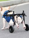Pet Disabled Dog Wheelchair Scooter - Image 3
