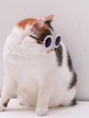 Cat And Dog Pearl Sunglasses - Pet Extravagant Funny Cute Dress Up Costume Accessories For Party - Image 8