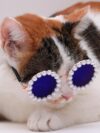Cat And Dog Pearl Sunglasses - Pet Extravagant Funny Cute Dress Up Costume Accessories For Party - Image 5