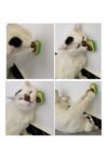 Avocado Cat Mint Multifunctional Catnip - Image 8