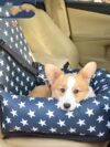 Car Kennel Pet Travel Car Seat Small - Image 5
