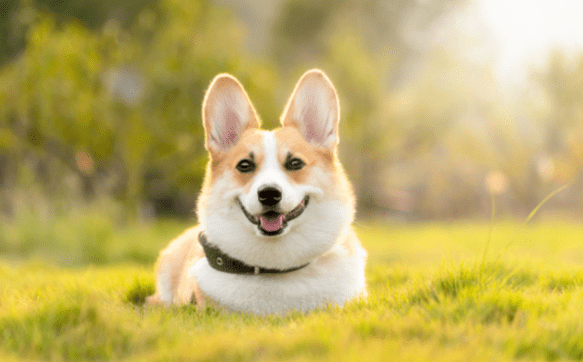 The way to choose the best pet supplies to your furry friend