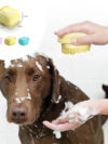 Silicone Dog Bath Massage Gloves Brush - Image 8