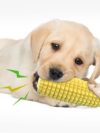 PROKEl Dog Chew Toys - Image 6