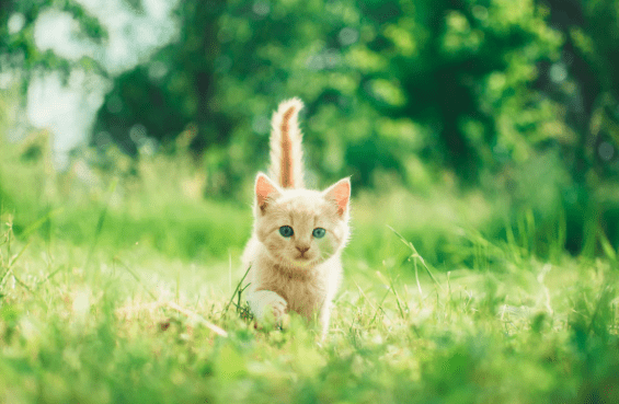 The ultimate guide to shopping for pet supplies online